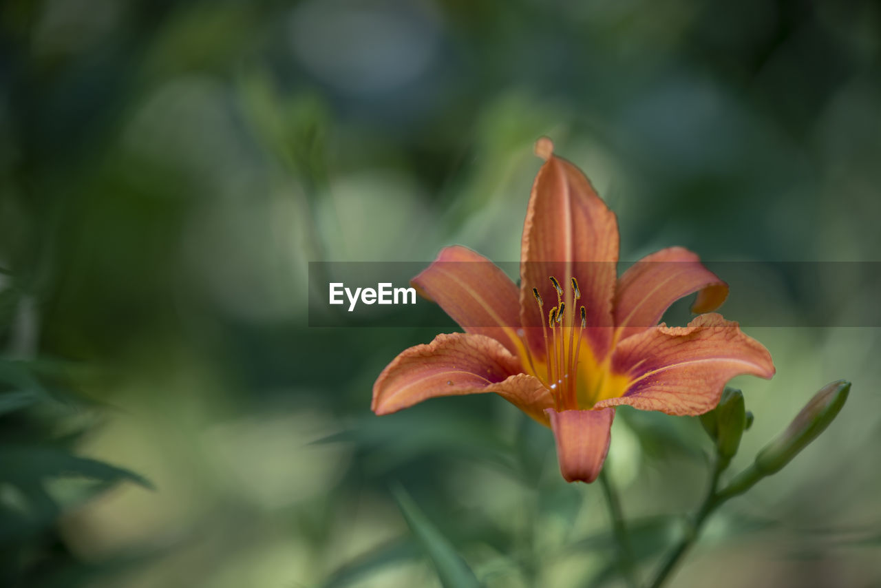 Close-up of orange lily blooming outdoors