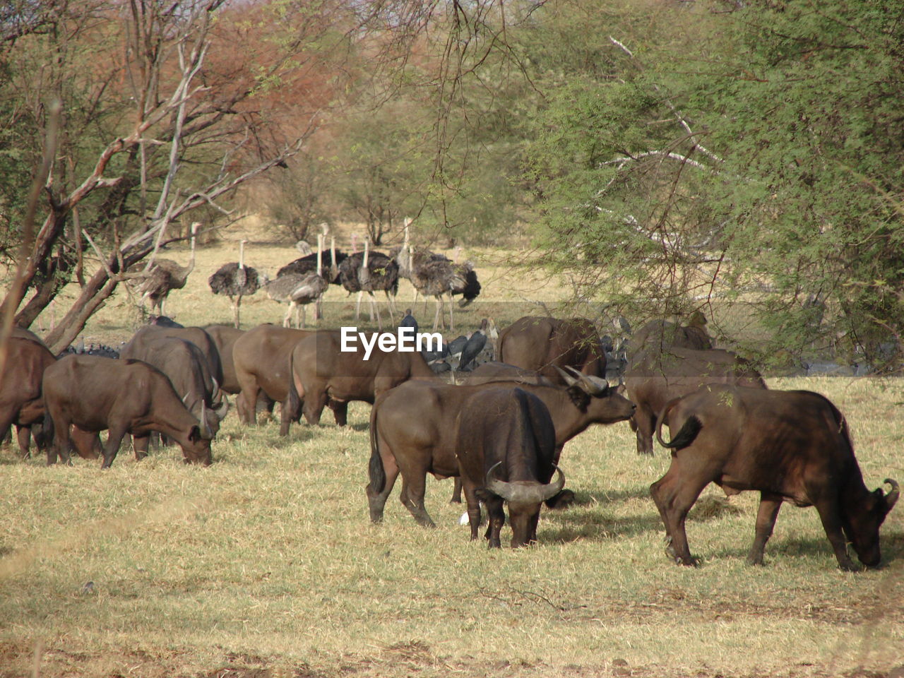 HORSES IN THE FIELD