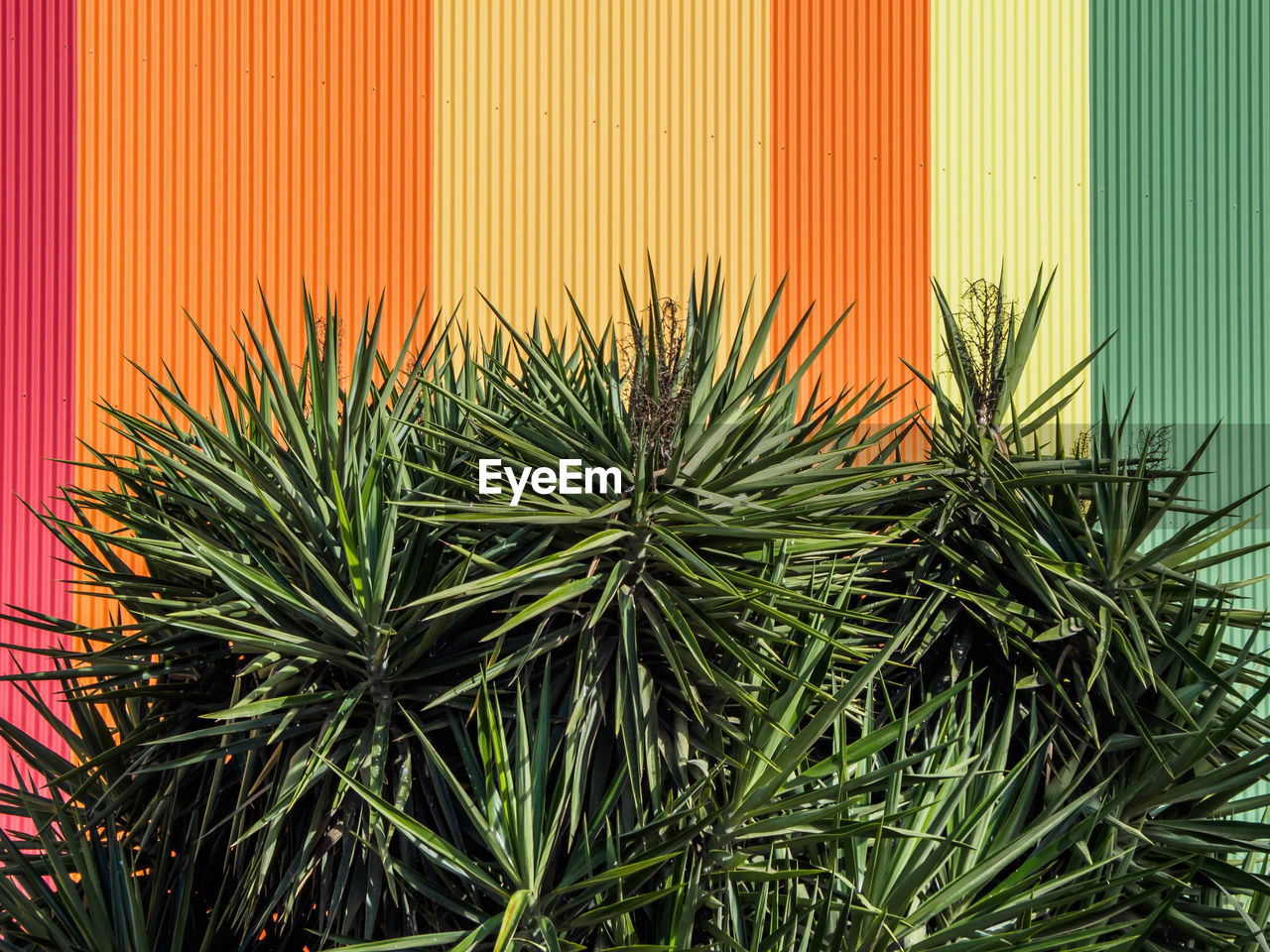 Plants growing against colorful wall