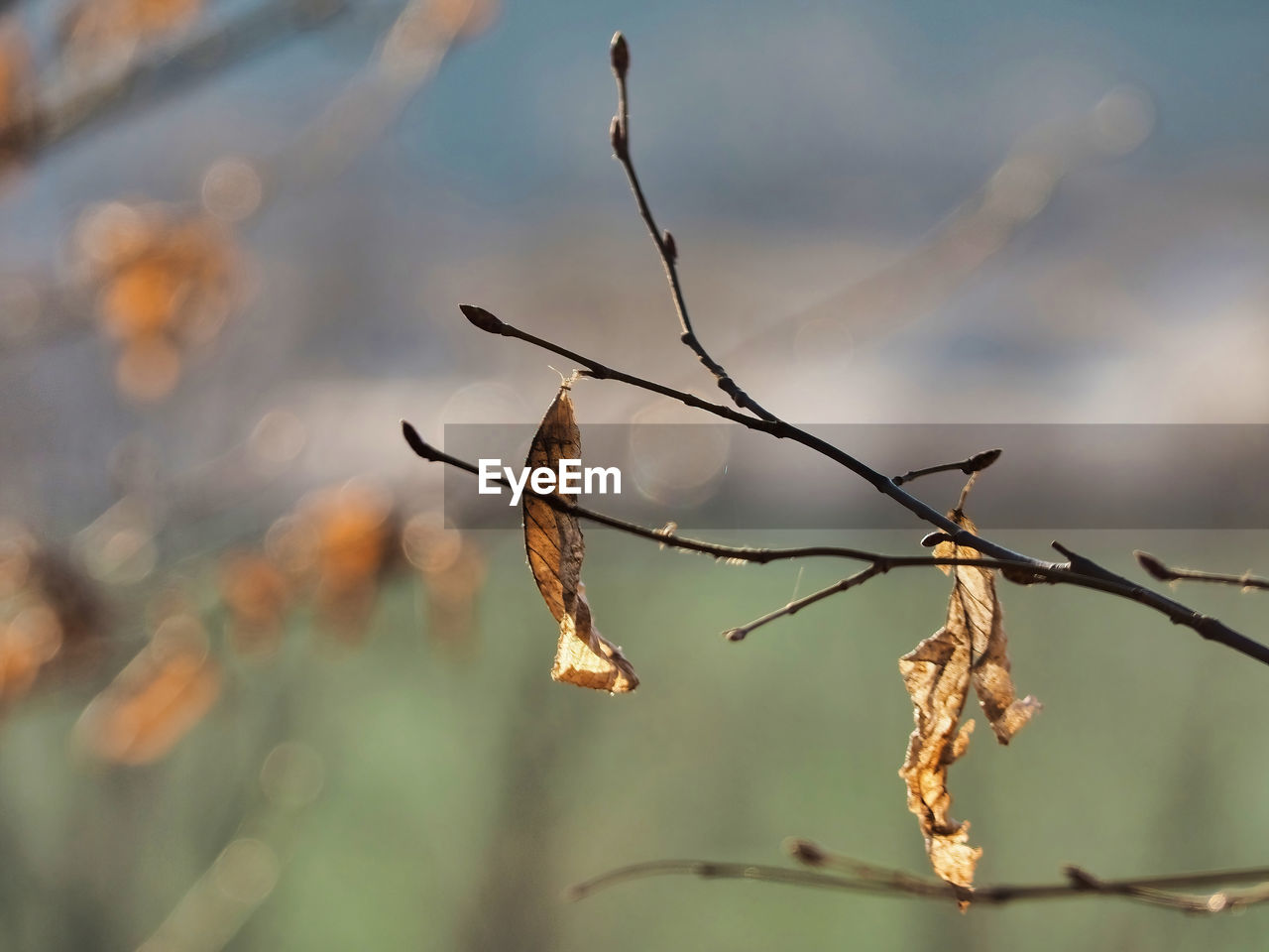 branch, nature, twig, leaf, plant, flower, focus on foreground, no people, tree, plant stem, macro photography, close-up, sunlight, autumn, dry, outdoors, plant part, day, beauty in nature, spring, tranquility, thorns, spines, and prickles, selective focus, sky, dead plant