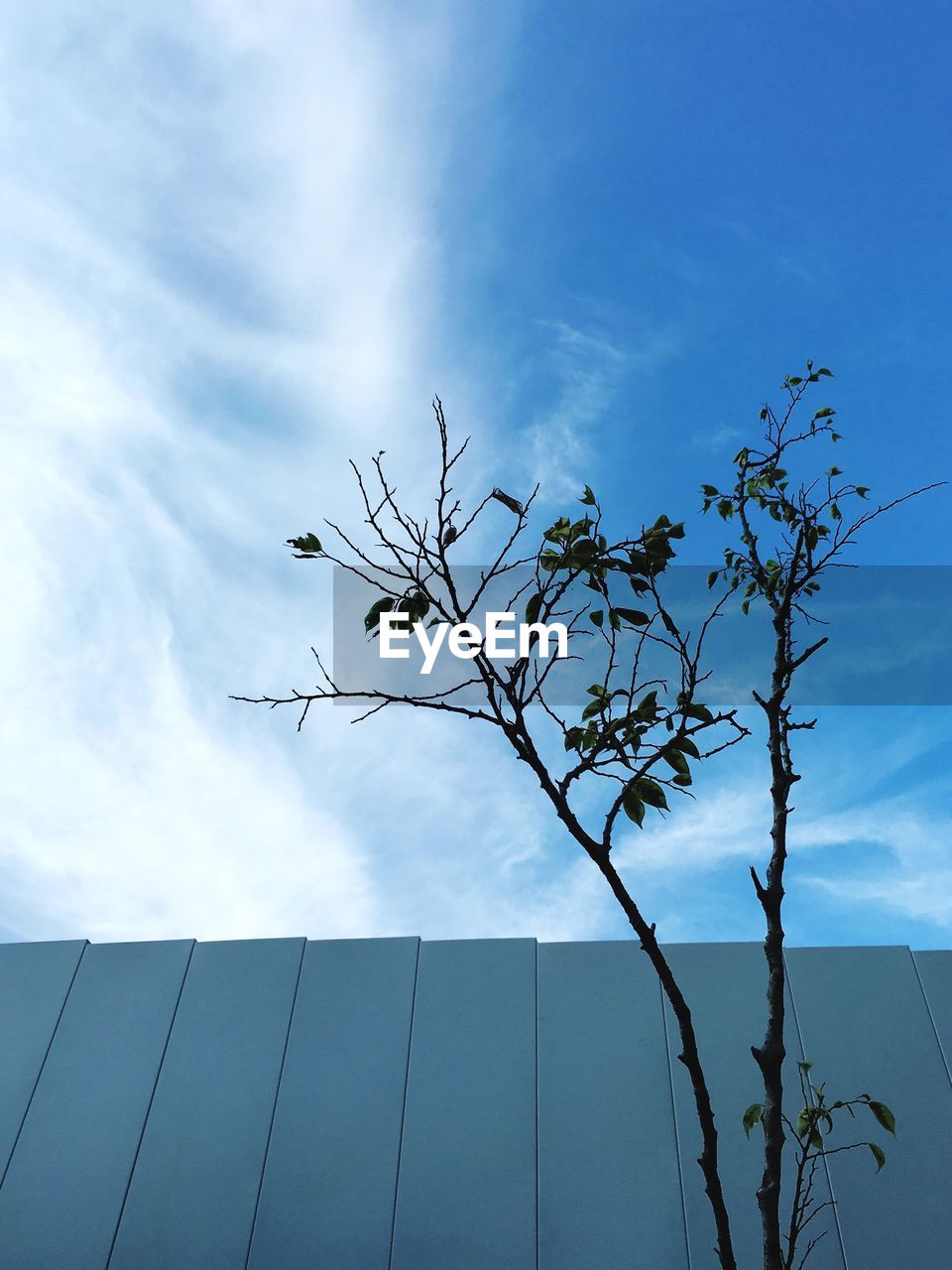 LOW ANGLE VIEW OF TREES AGAINST BLUE SKY AND CLOUDS