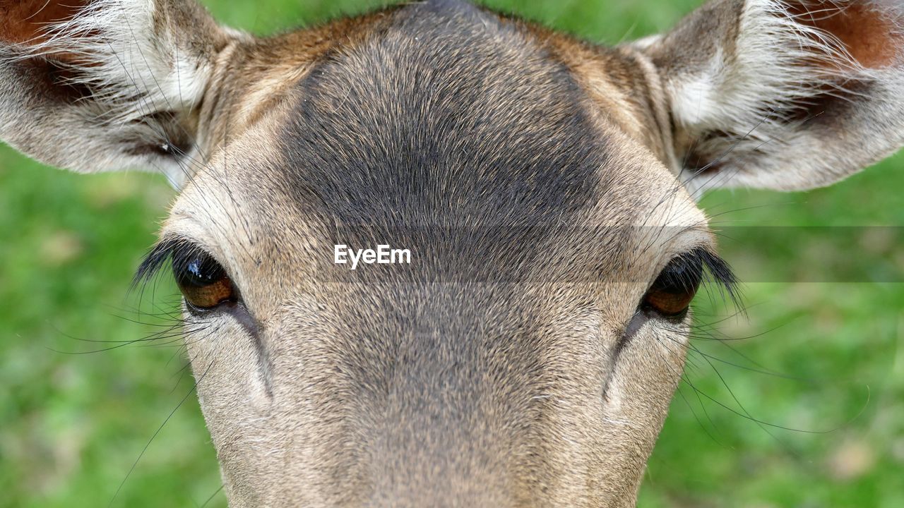 PORTRAIT OF HORSE IN GRASS