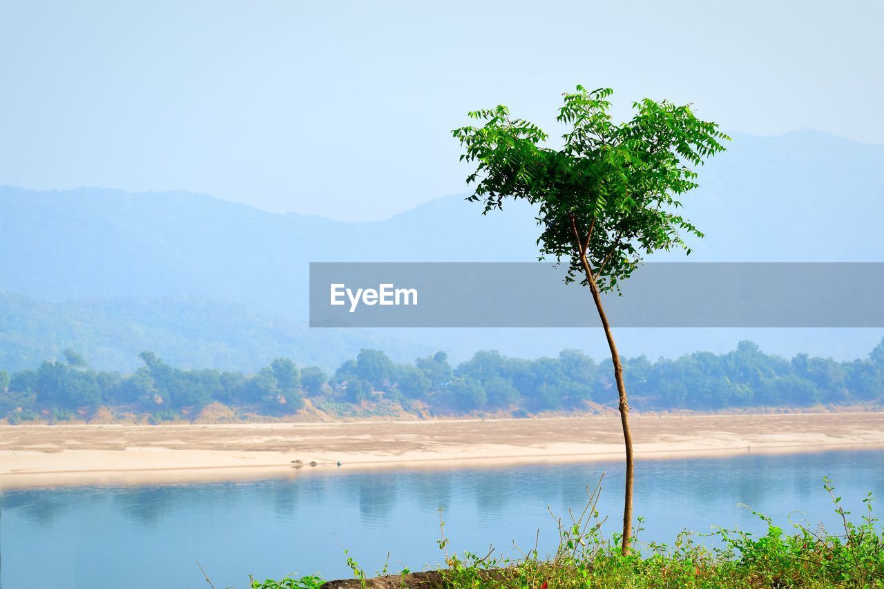 Tree by lake against sky