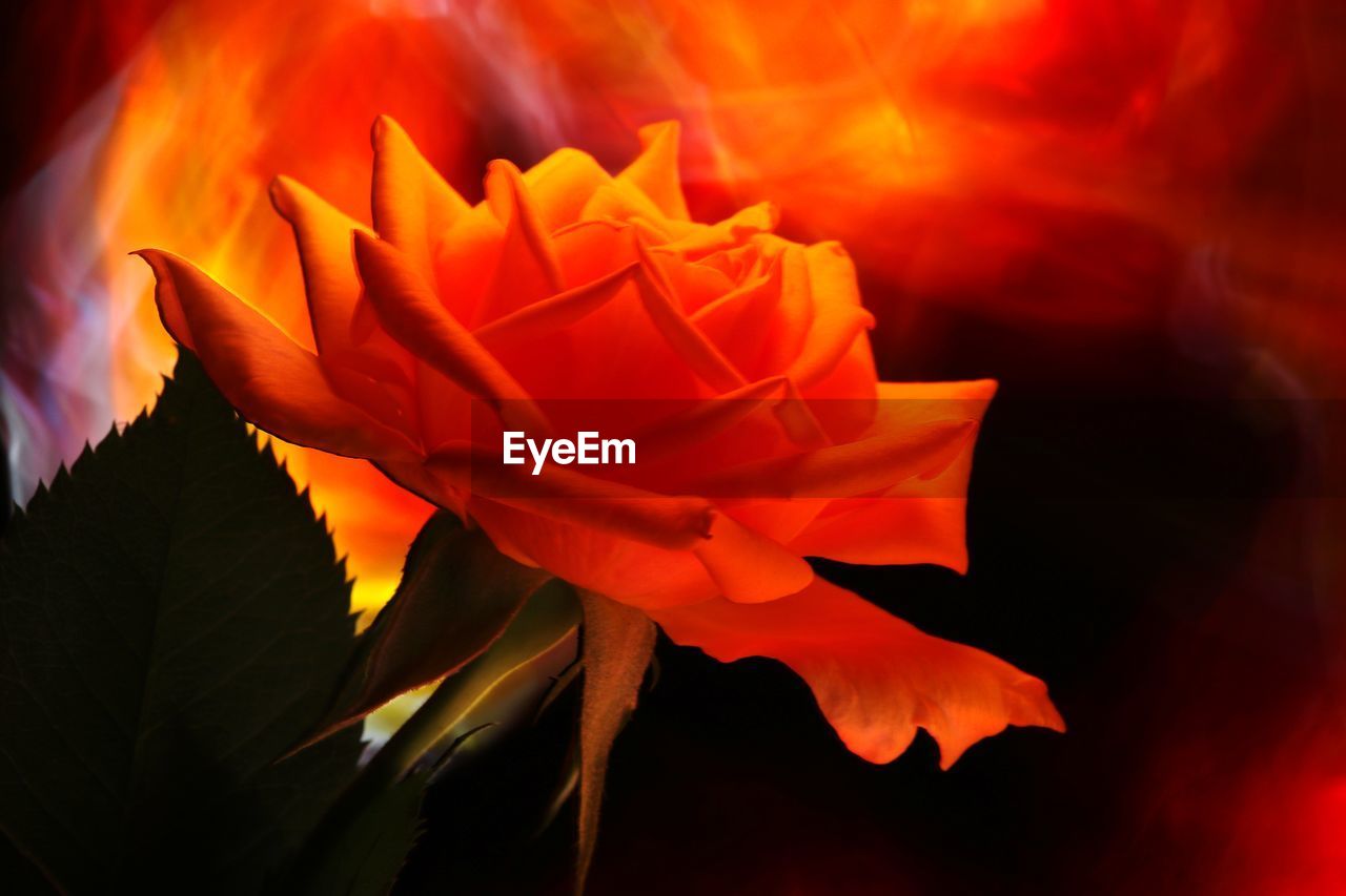 CLOSE-UP OF RED ROSE ON ORANGE PLANT