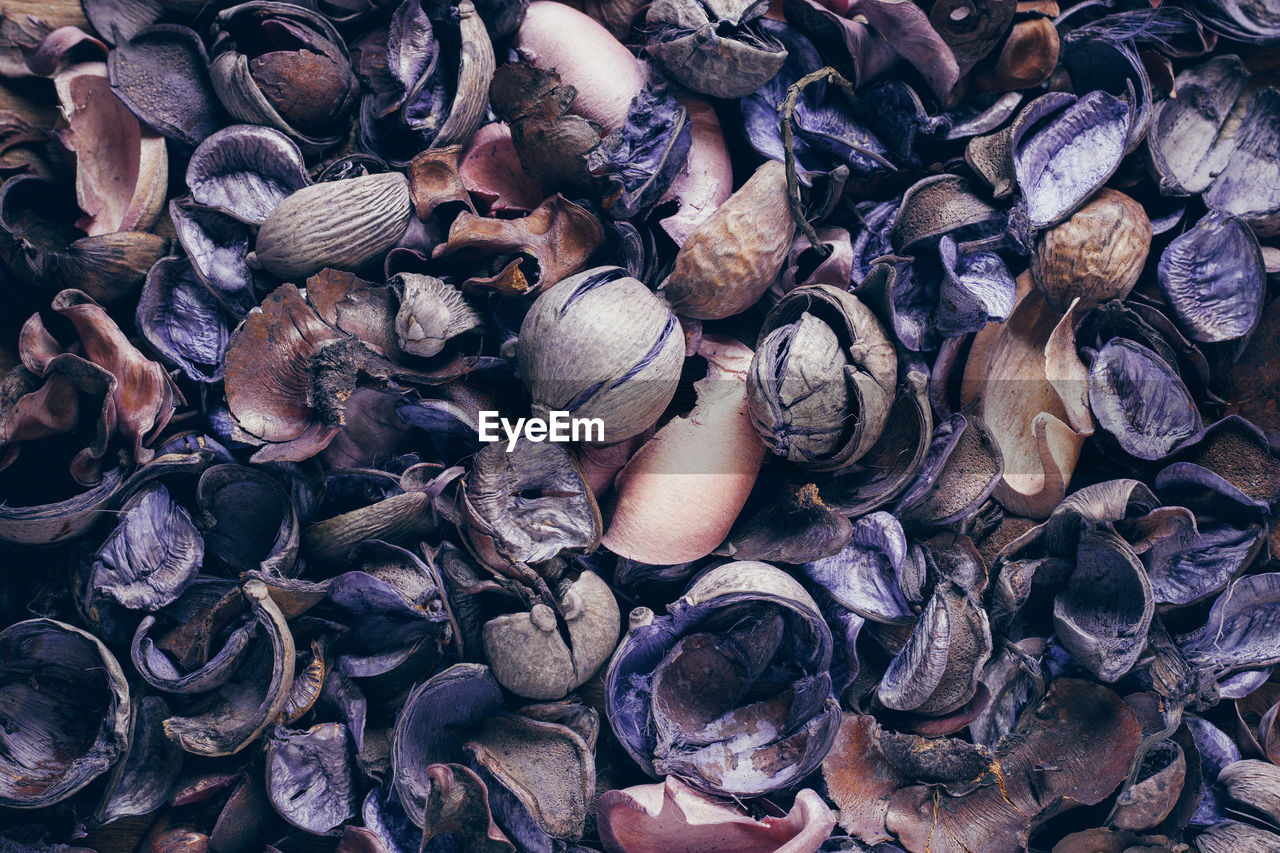 HIGH ANGLE VIEW OF SHELLS IN CONTAINER