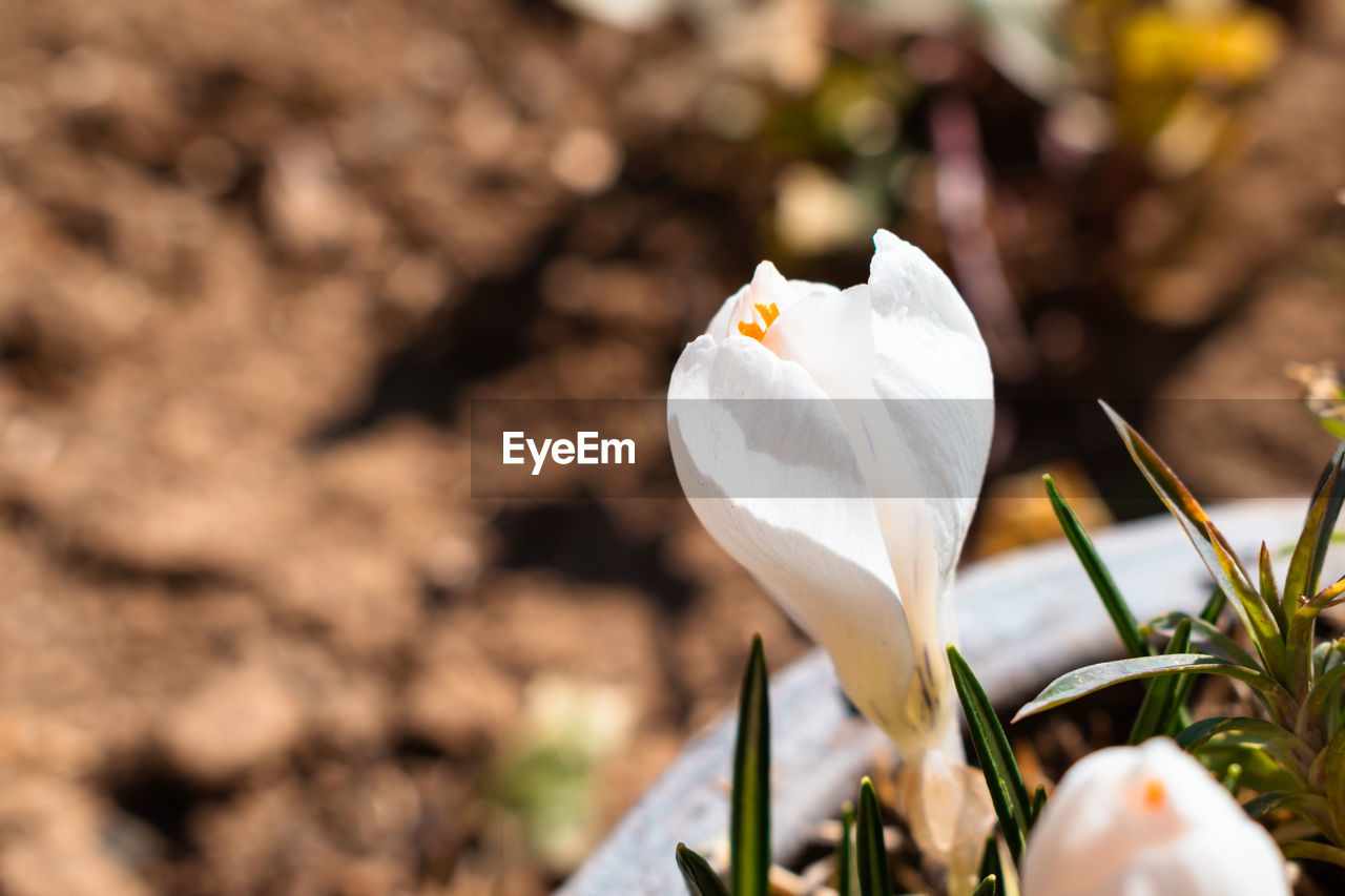 flower, plant, flowering plant, white, beauty in nature, nature, close-up, freshness, macro photography, fragility, petal, no people, springtime, growth, flower head, focus on foreground, outdoors, selective focus, inflorescence, day, blossom, yellow, crocus, snowdrop, animal, animal wildlife