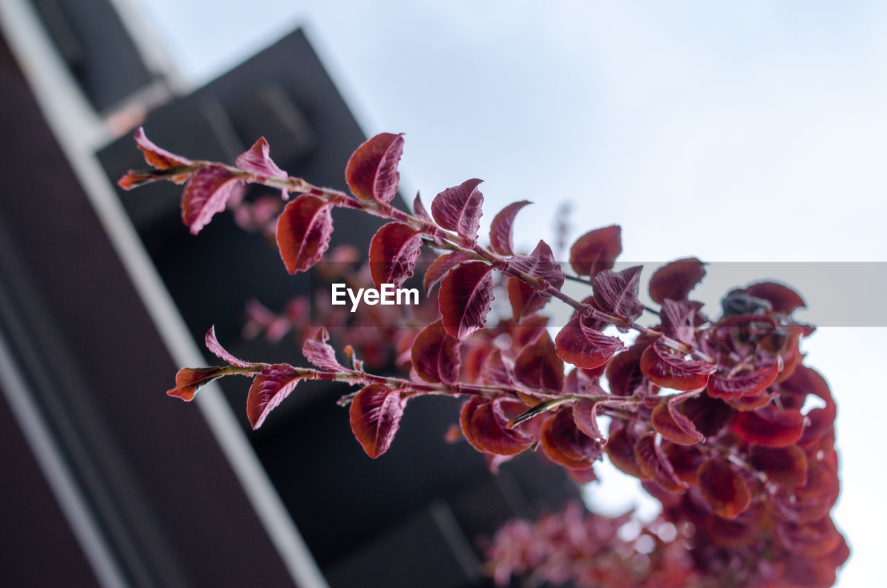 red, plant, flower, macro photography, leaf, nature, branch, no people, close-up, food and drink, beauty in nature, plant part, freshness, food, outdoors, petal, fruit, spring, blossom, day, growth, focus on foreground, autumn, pink, sky, healthy eating, selective focus