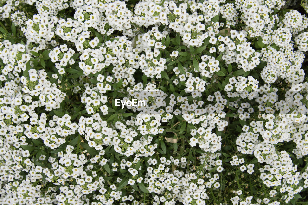 SCENIC VIEW OF WHITE FLOWERING PLANT