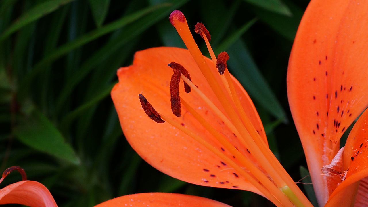 Close-up of orange flower