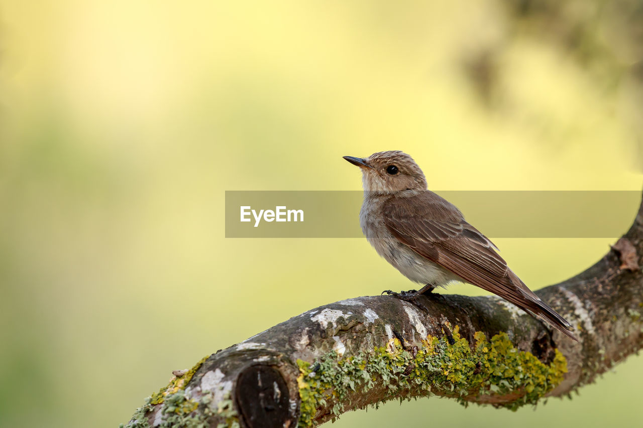 Close-up of bird perching on branch