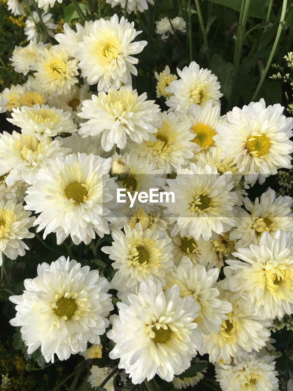 CLOSE-UP OF YELLOW FLOWERS