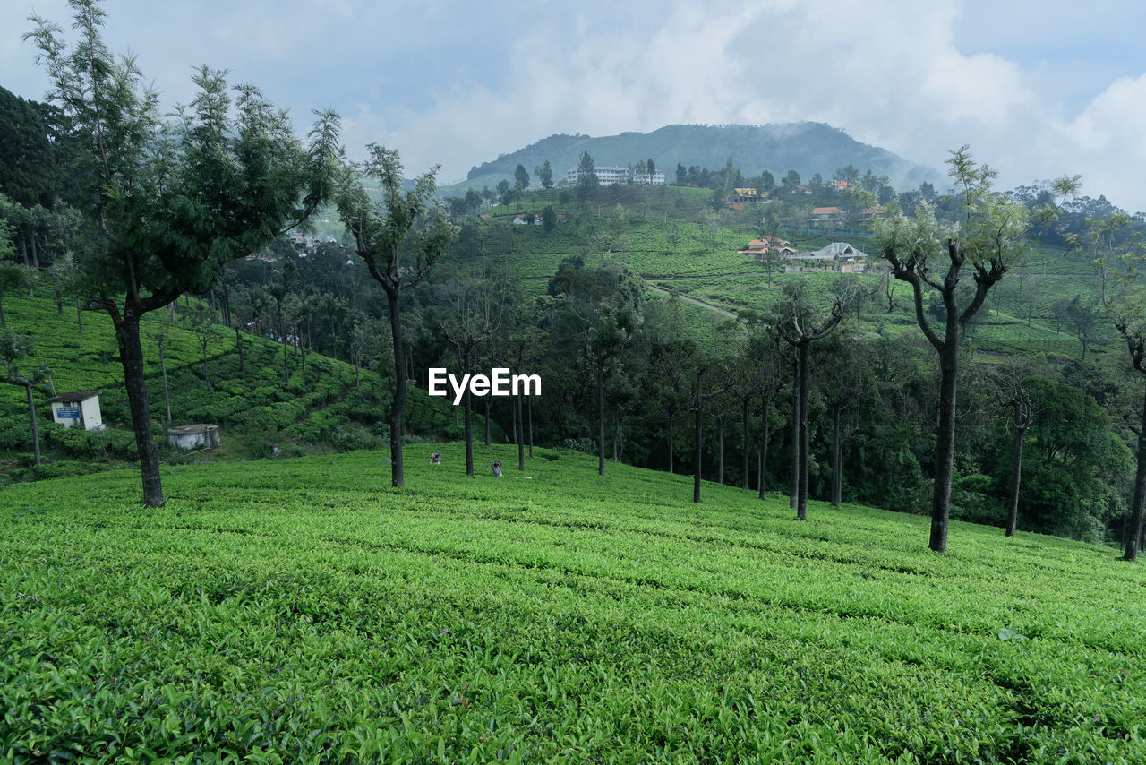 plant, tree, landscape, land, environment, green, plantation, nature, scenics - nature, field, sky, beauty in nature, agriculture, growth, rural scene, mountain, rural area, crop, social issues, meadow, forest, no people, cloud, pasture, tranquility, tea crop, grass, outdoors, foliage, natural environment, lush foliage, flower, tropical climate, environmental conservation, travel, valley, assam tea, tranquil scene, food and drink, farm, travel destinations, vegetation, day, tourism, non-urban scene