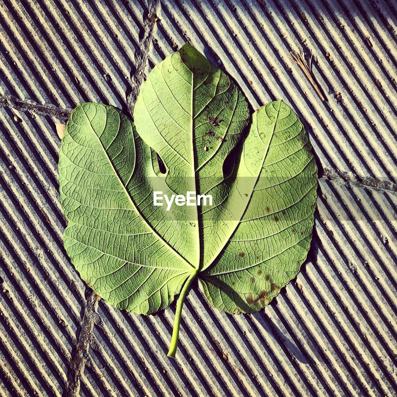 HIGH ANGLE VIEW OF LEAF ON PLANT DURING AUTUMN