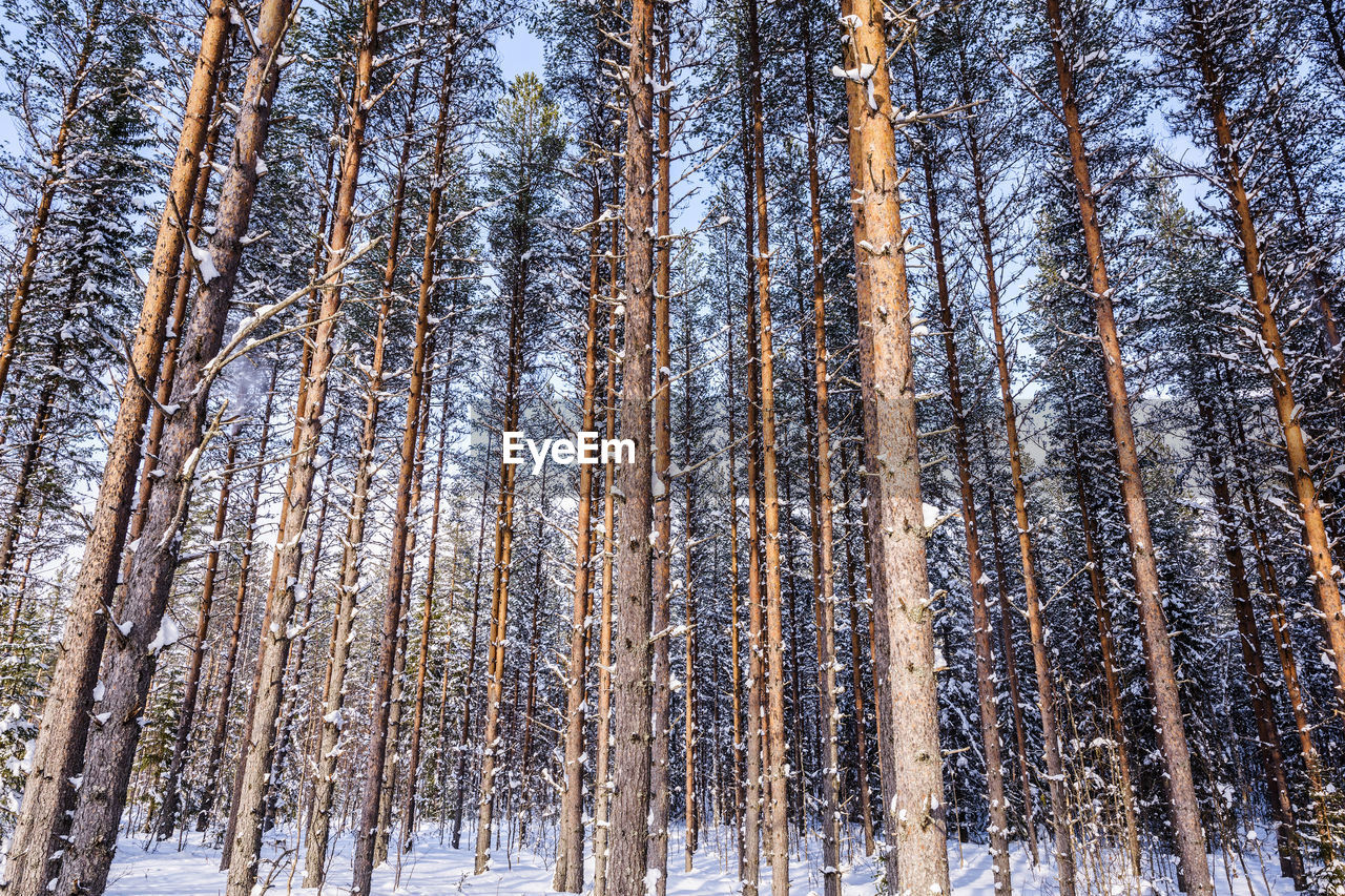 Pine trees in forest during winter