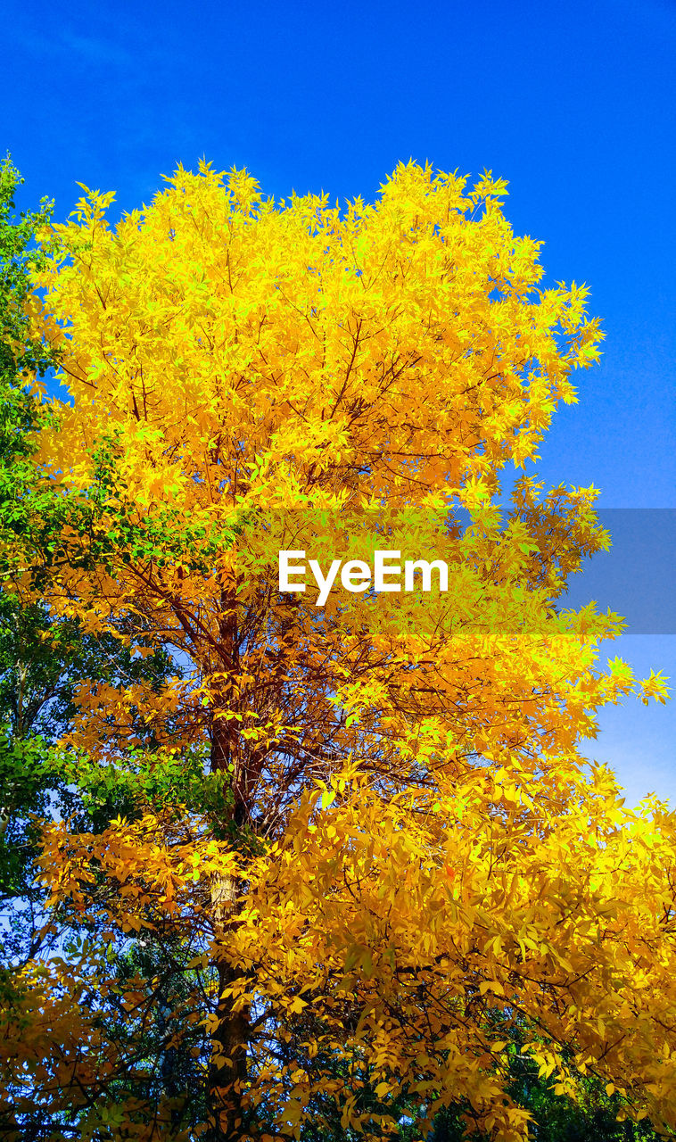 LOW ANGLE VIEW OF AUTUMNAL TREES AGAINST SKY