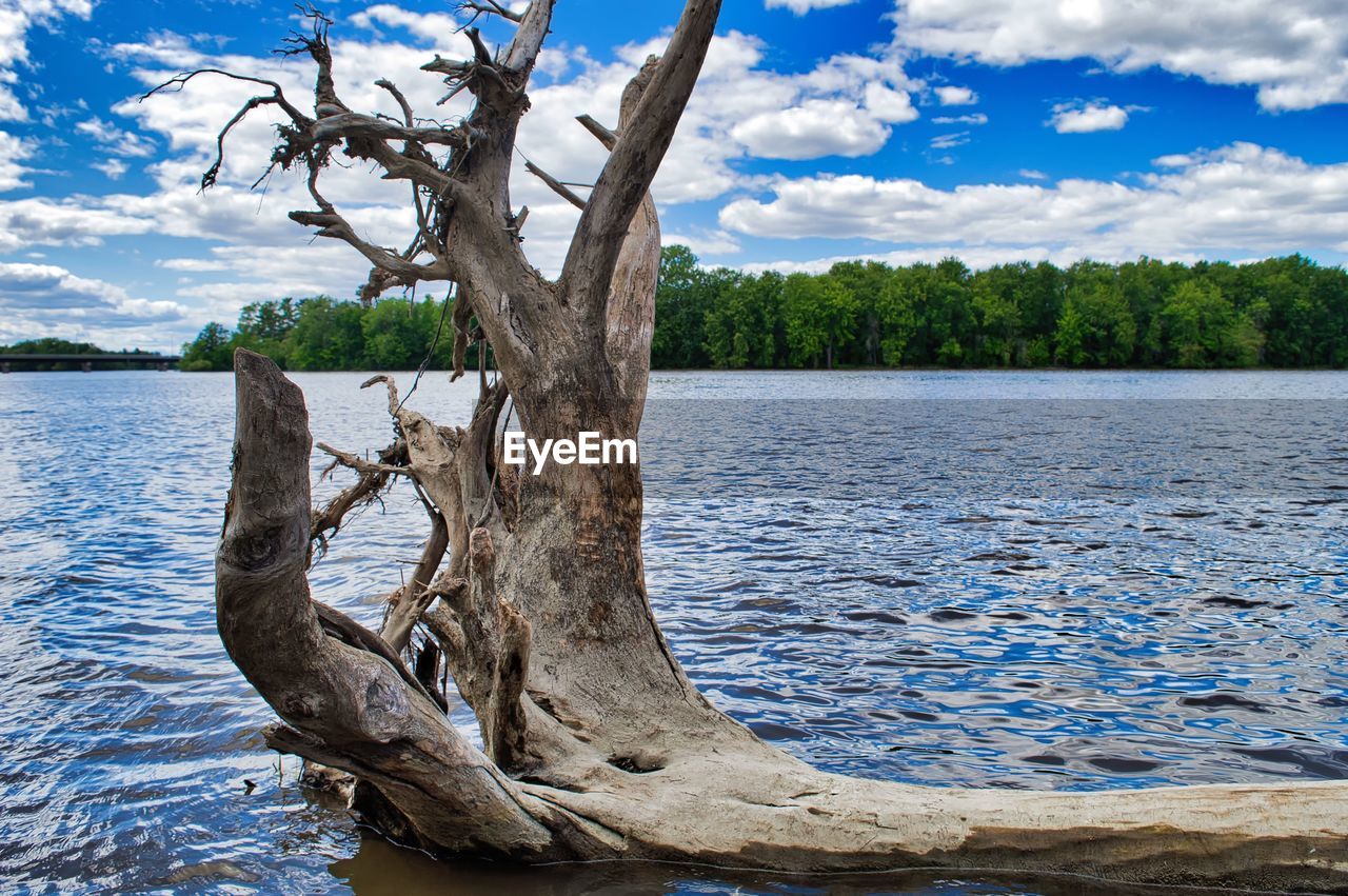 BARE TREE ON LAKE AGAINST SKY