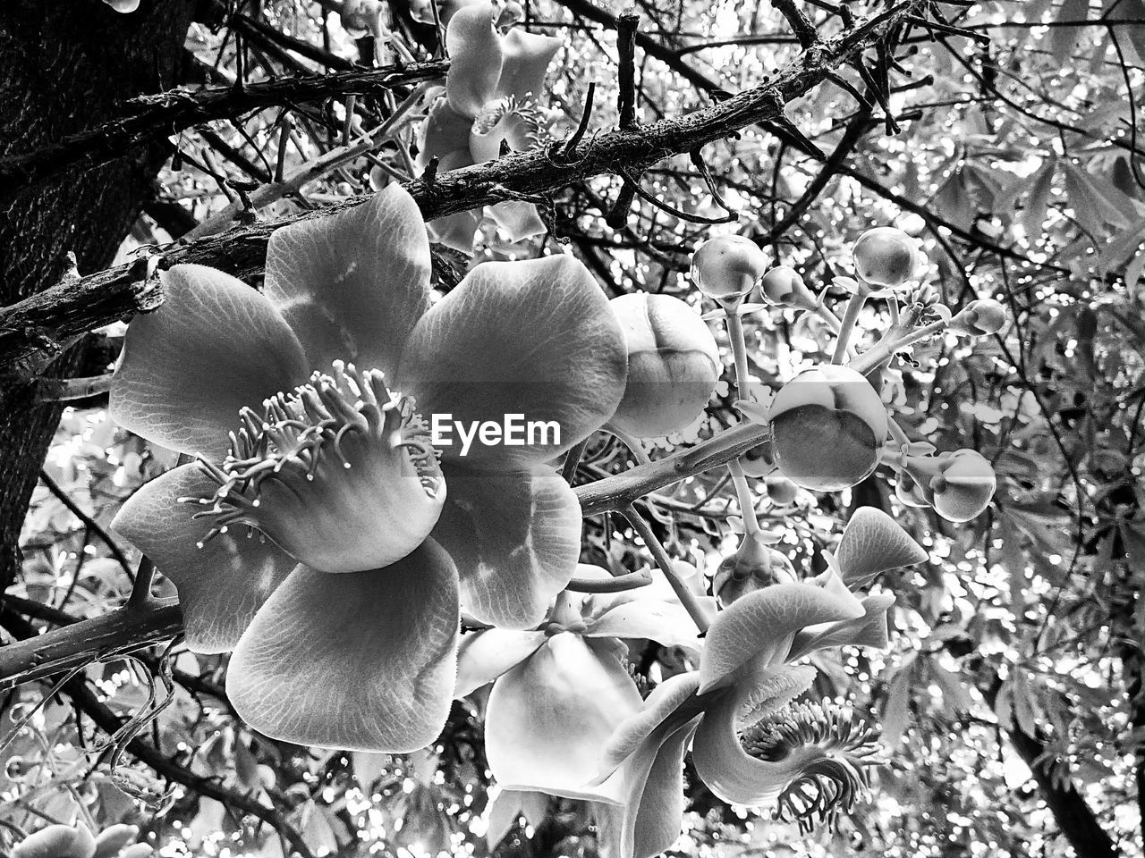 CLOSE-UP OF FRESH WHITE FLOWERING PLANTS WITH TREES