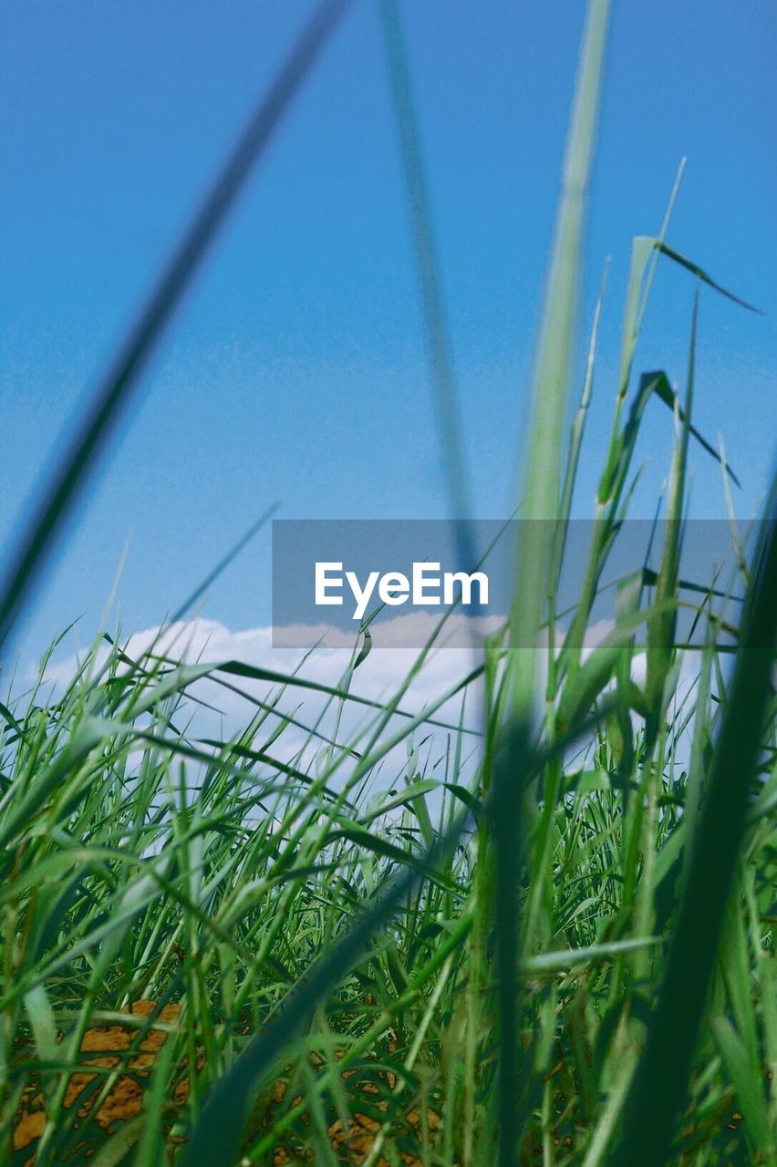 Close-up of crops growing in field against clear sky