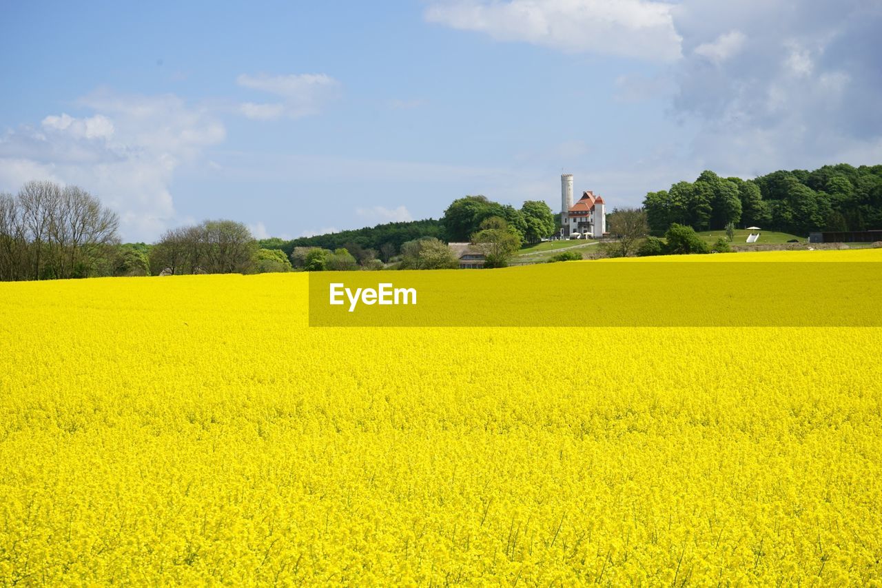 SCENIC VIEW OF OILSEED RAPE FIELD