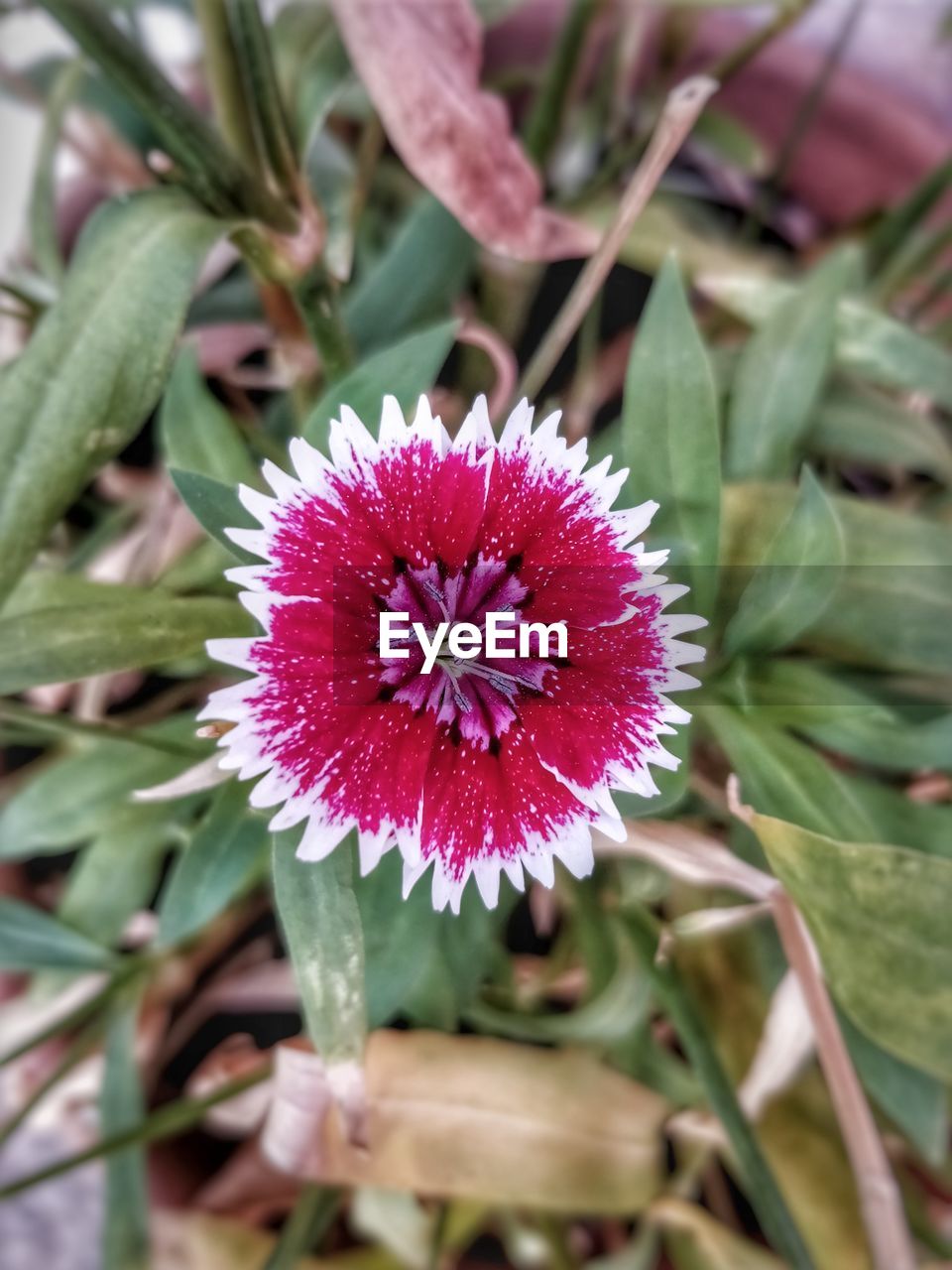 CLOSE-UP OF FLOWERS