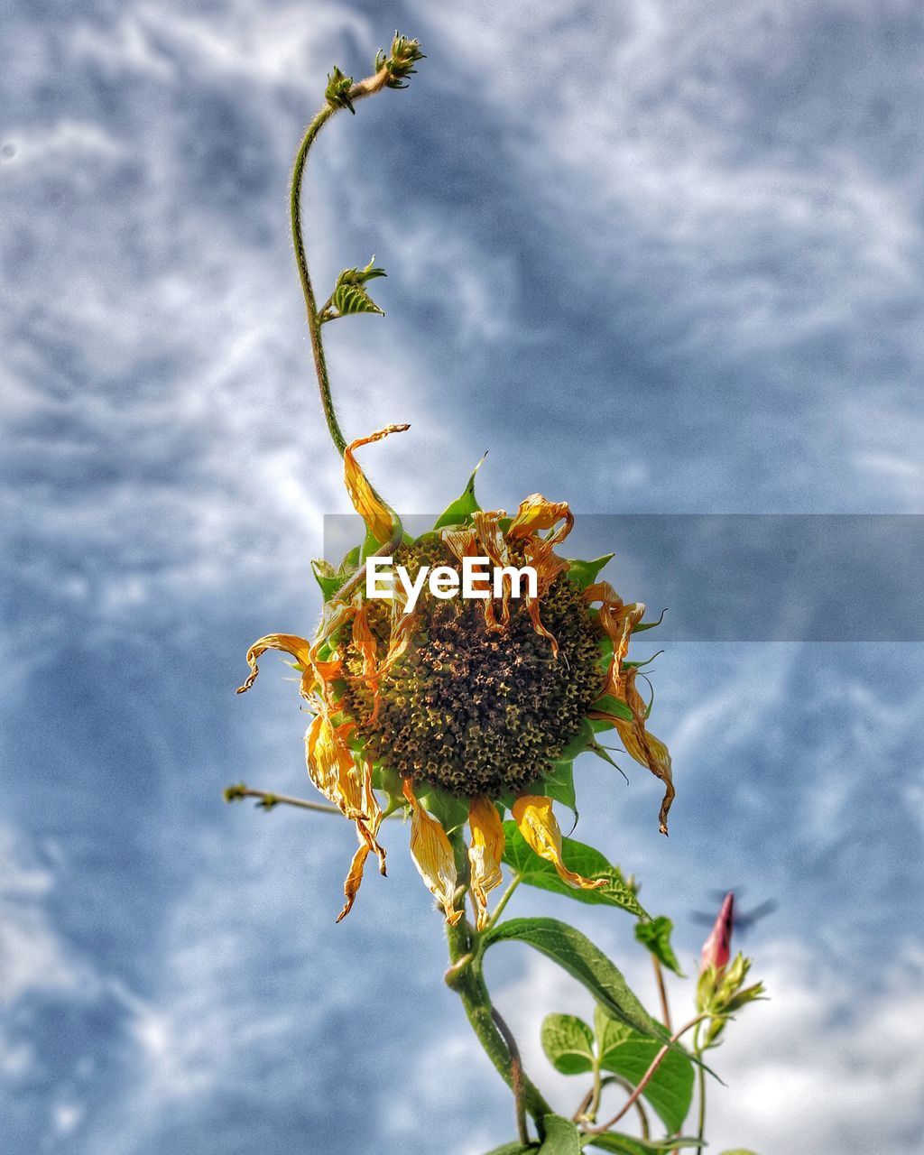 CLOSE-UP OF WILTED FLOWER PLANT AGAINST SKY