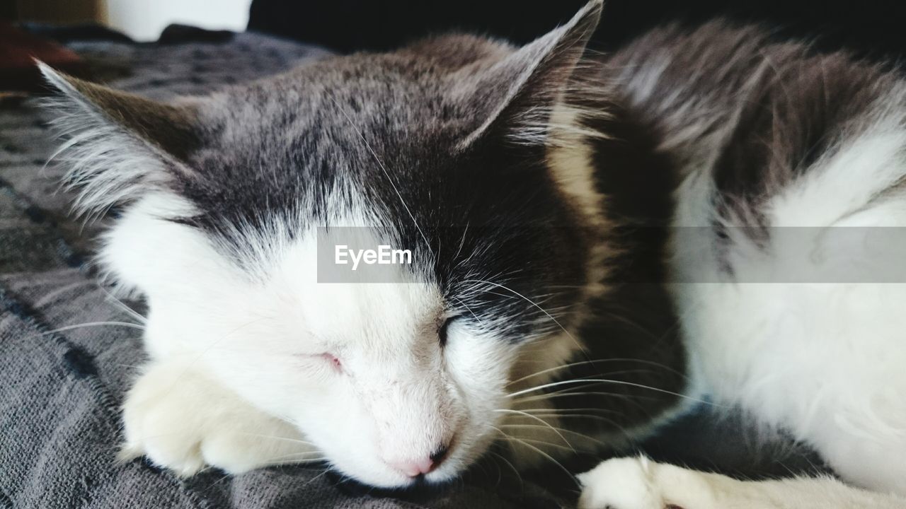 CLOSE-UP OF CAT SLEEPING ON BED