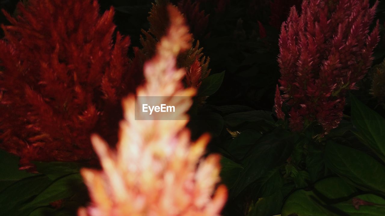 FULL FRAME SHOT OF RED FLOWERING PLANTS