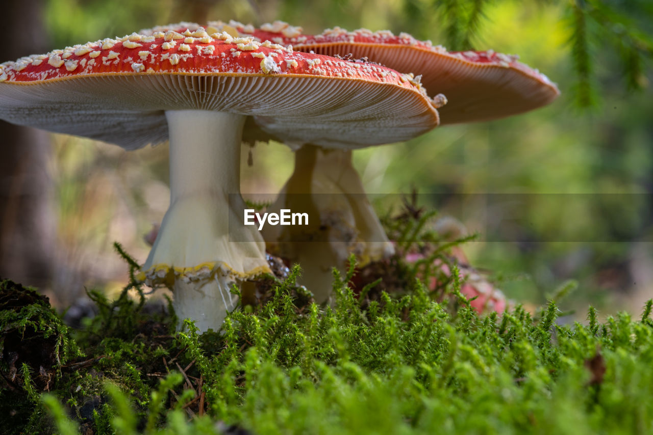 CLOSE-UP OF WILD MUSHROOM ON FIELD