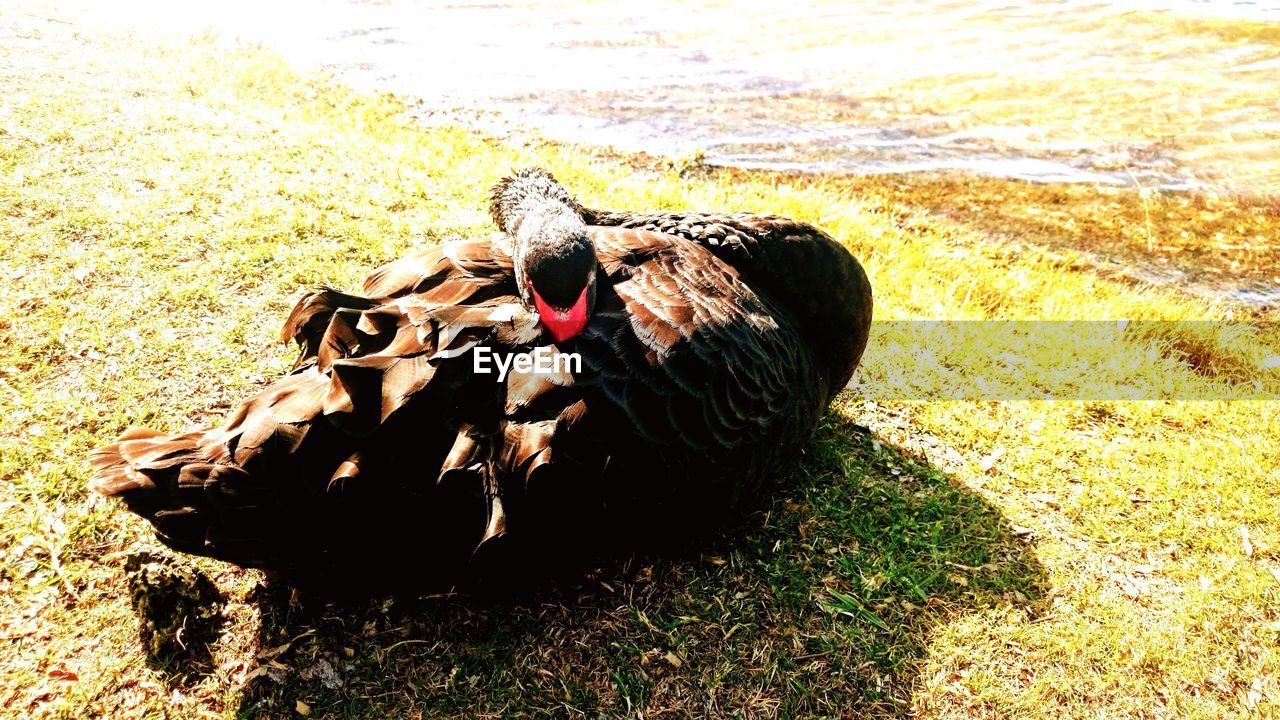 HIGH ANGLE VIEW OF DUCK ON FIELD