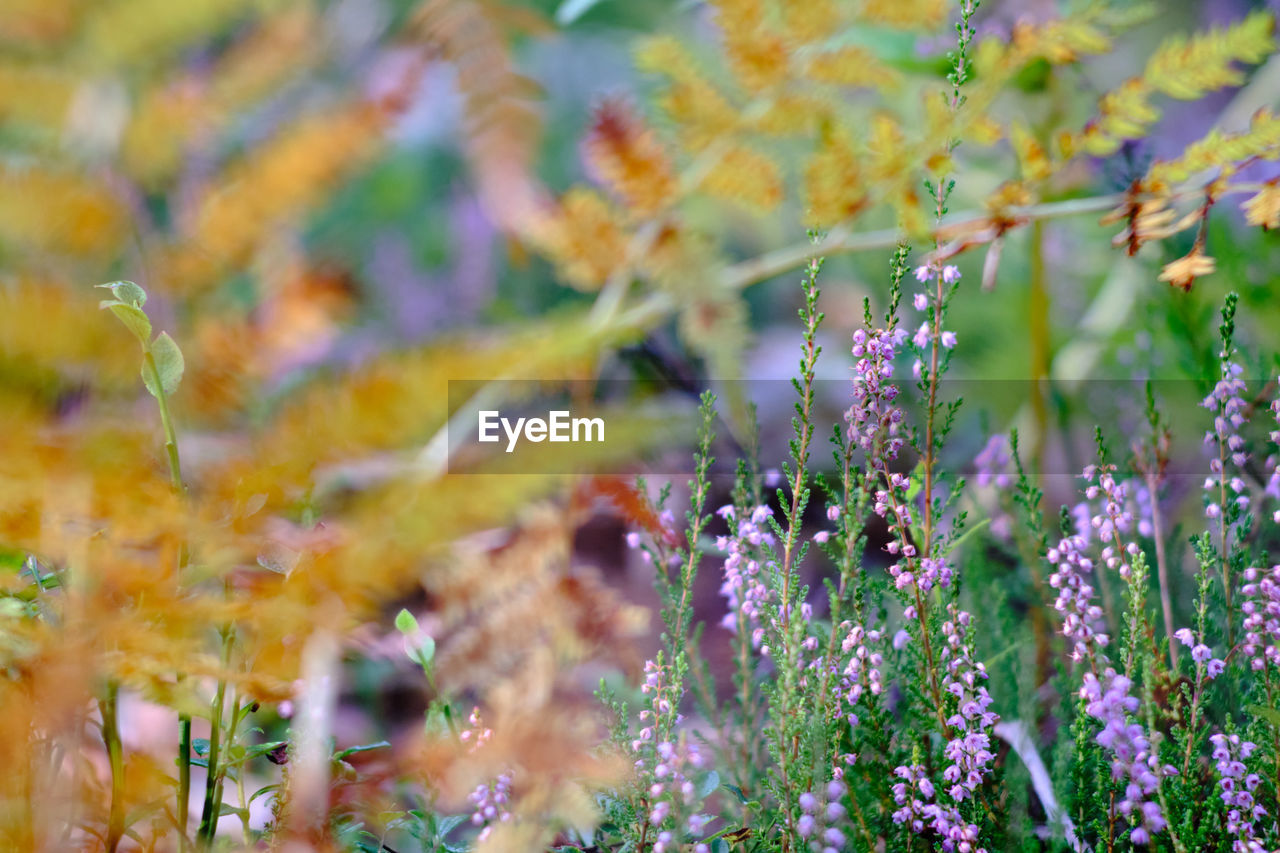 CLOSE-UP OF PURPLE FLOWERING PLANTS IN FIELD