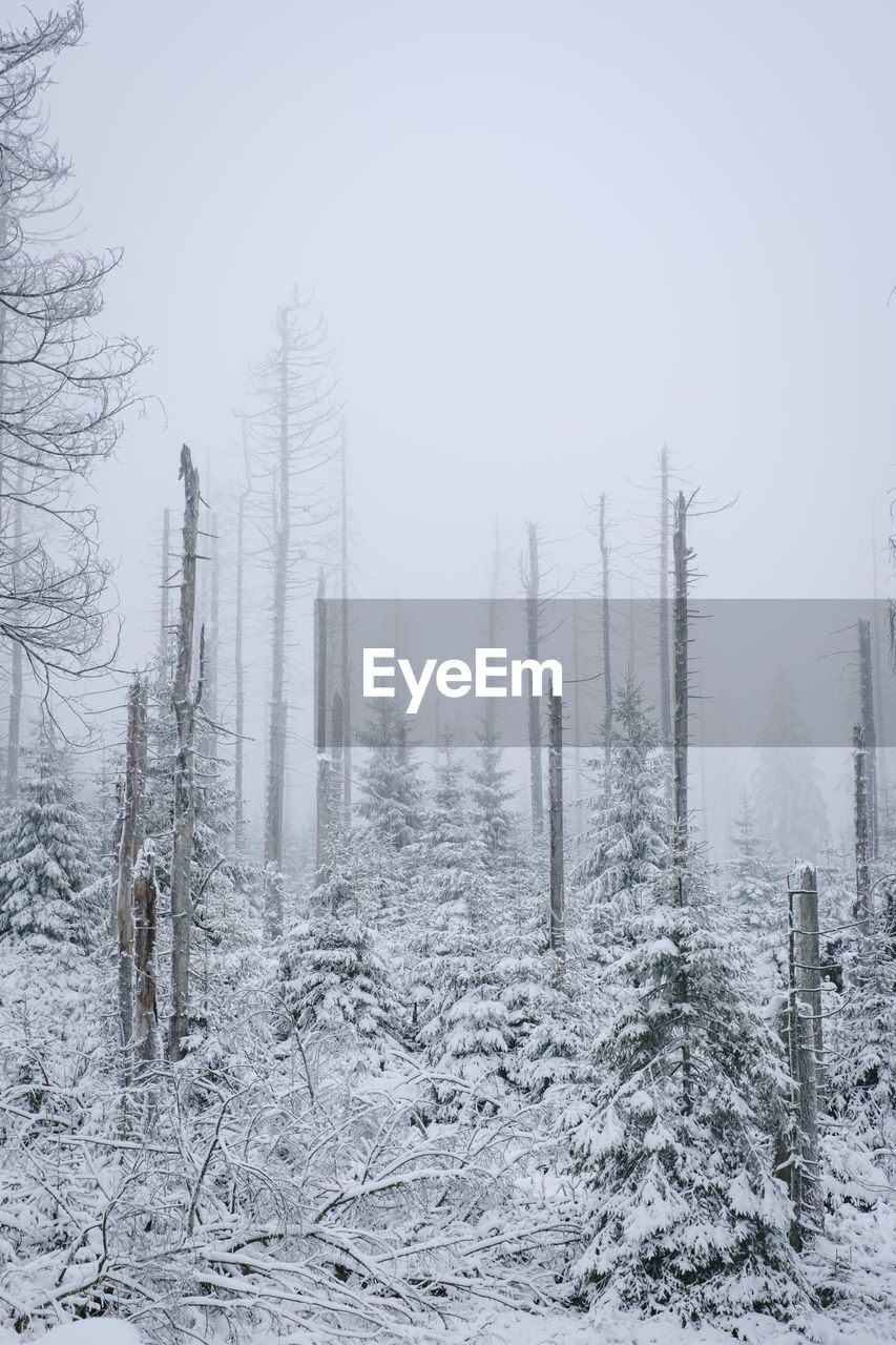 Snow covered trees in forest during winter