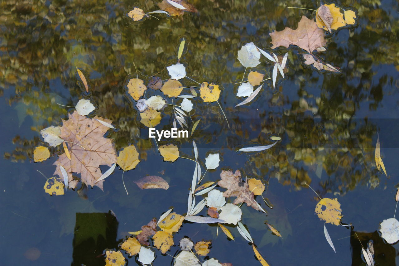 CLOSE-UP OF LEAVES ON WATER