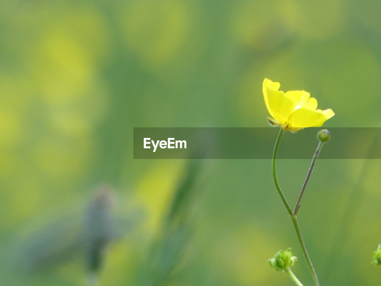 Close-up of yellow flowering plant