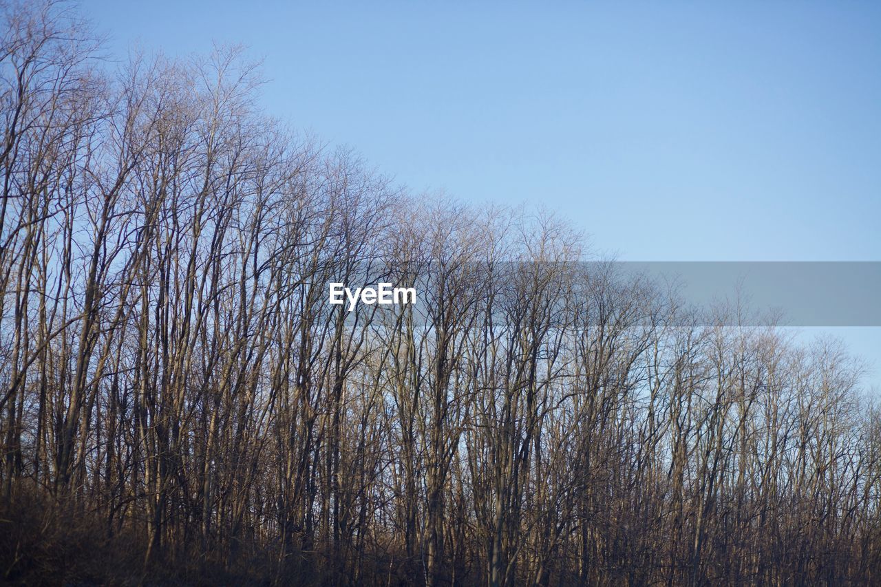 Low angle view of bare trees against clear sky