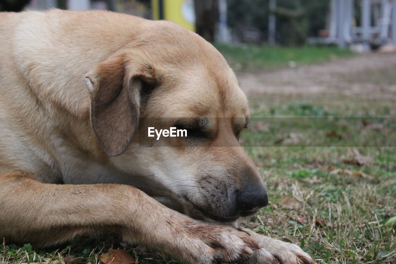 Close-up of dog resting on field