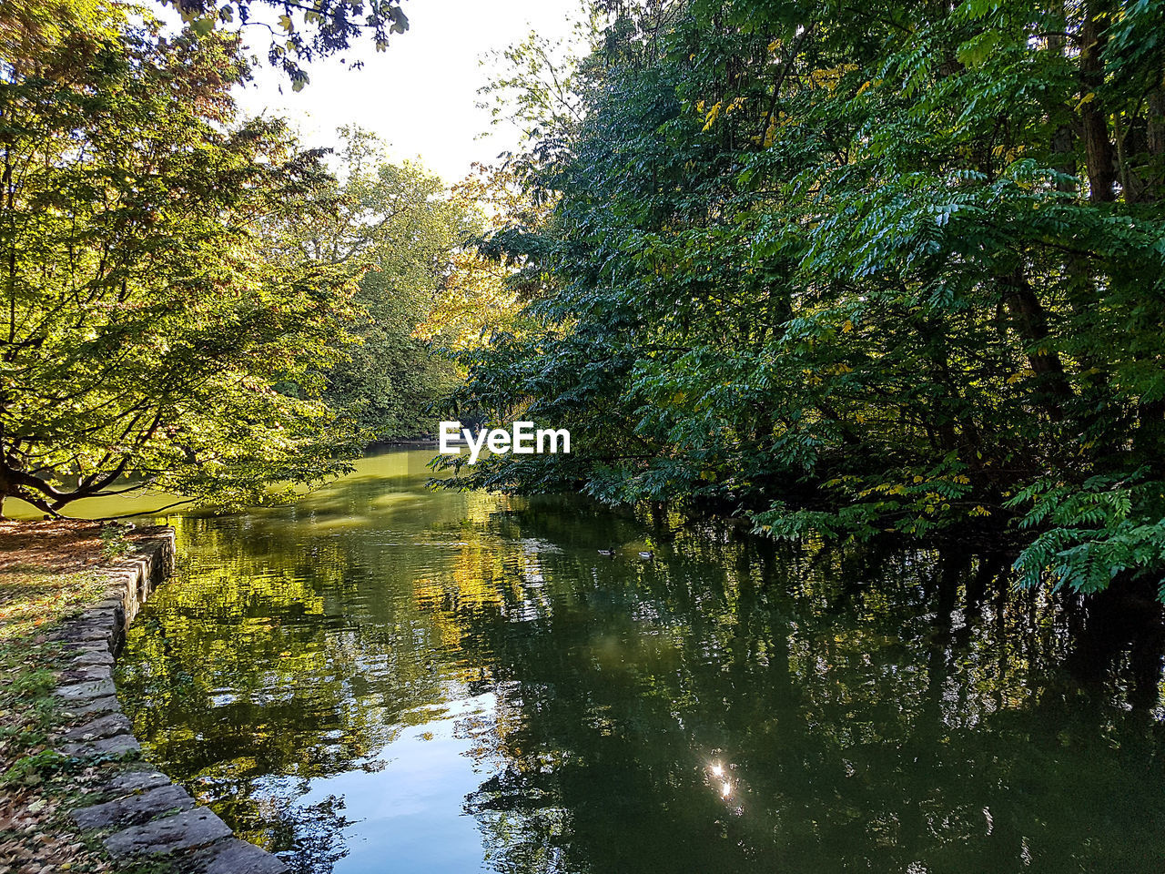 FULL FRAME SHOT OF TREES