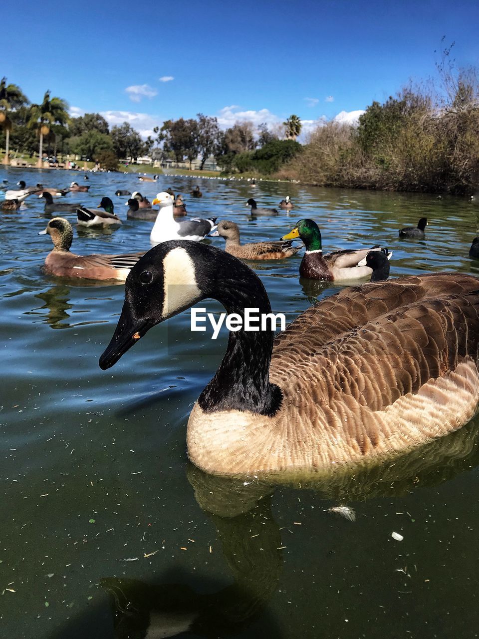 SWAN SWIMMING IN LAKE