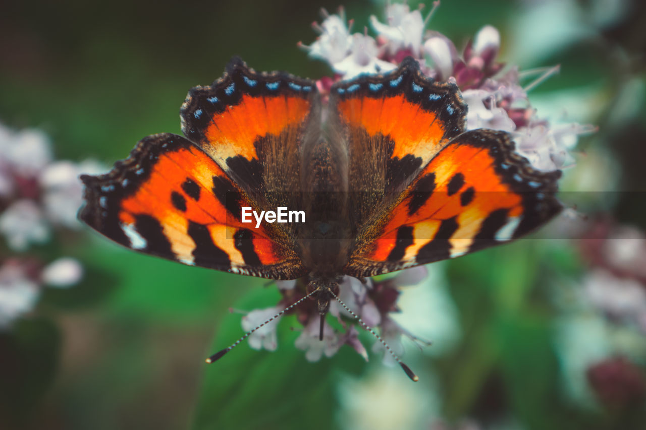 CLOSE-UP OF BUTTERFLY ON ORANGE FLOWER