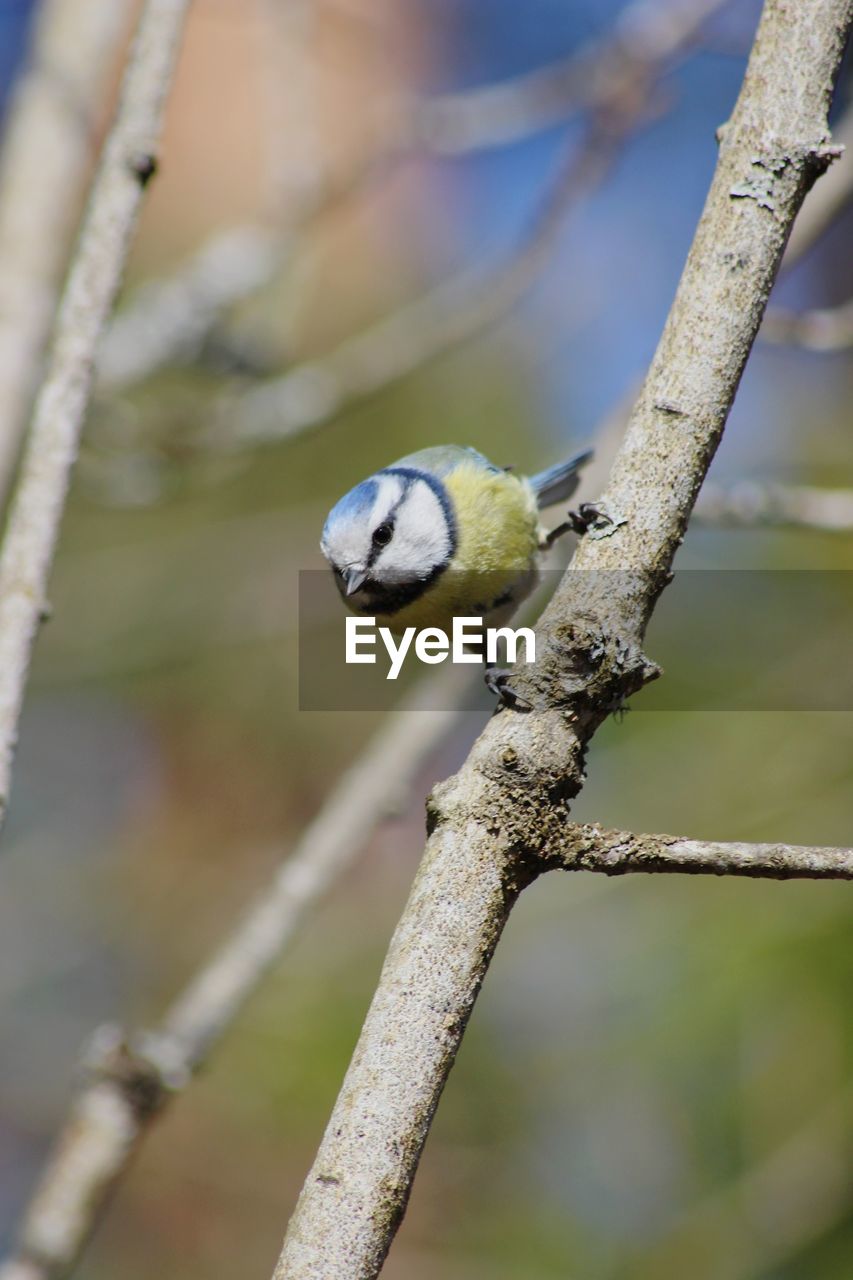 CLOSE-UP OF SPARROW PERCHING OUTDOORS