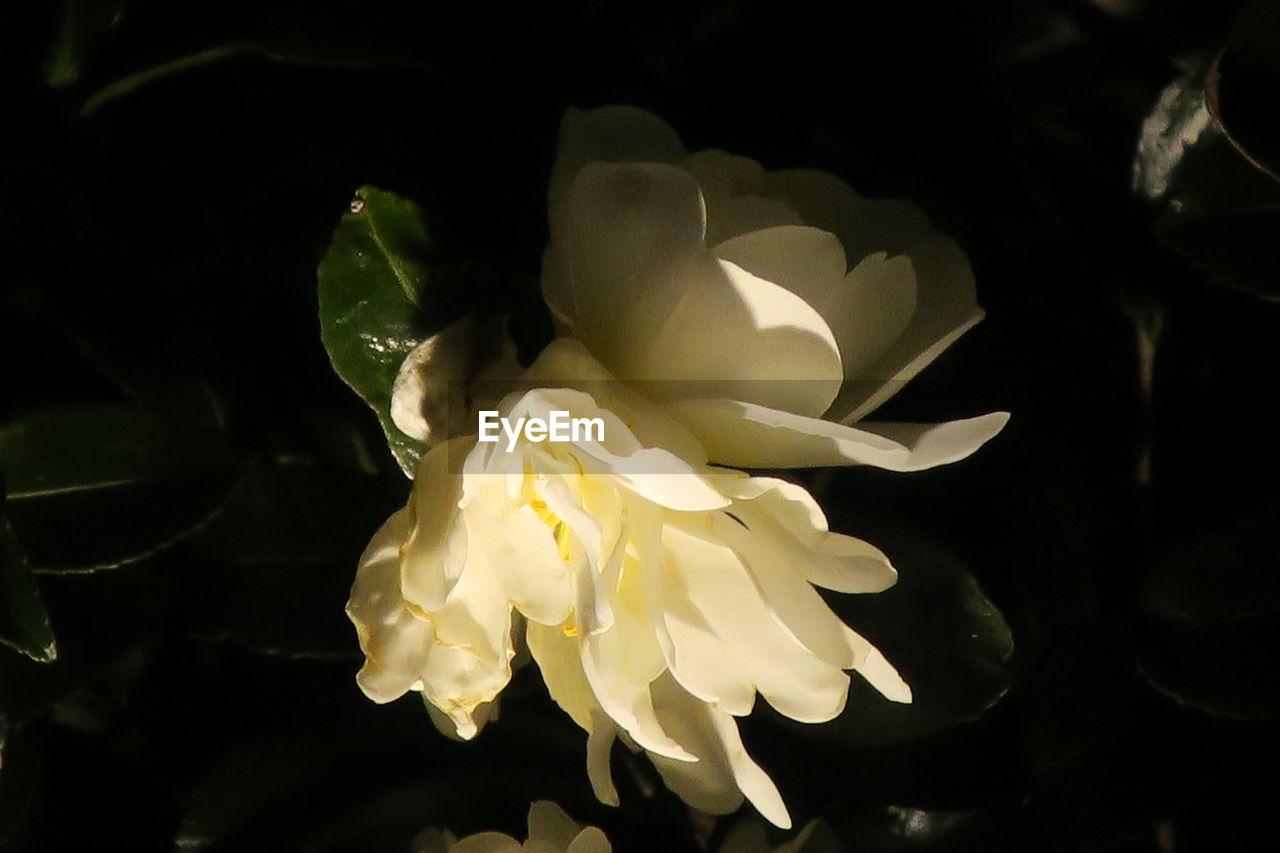 CLOSE-UP OF WATER LILIES BLOOMING OUTDOORS