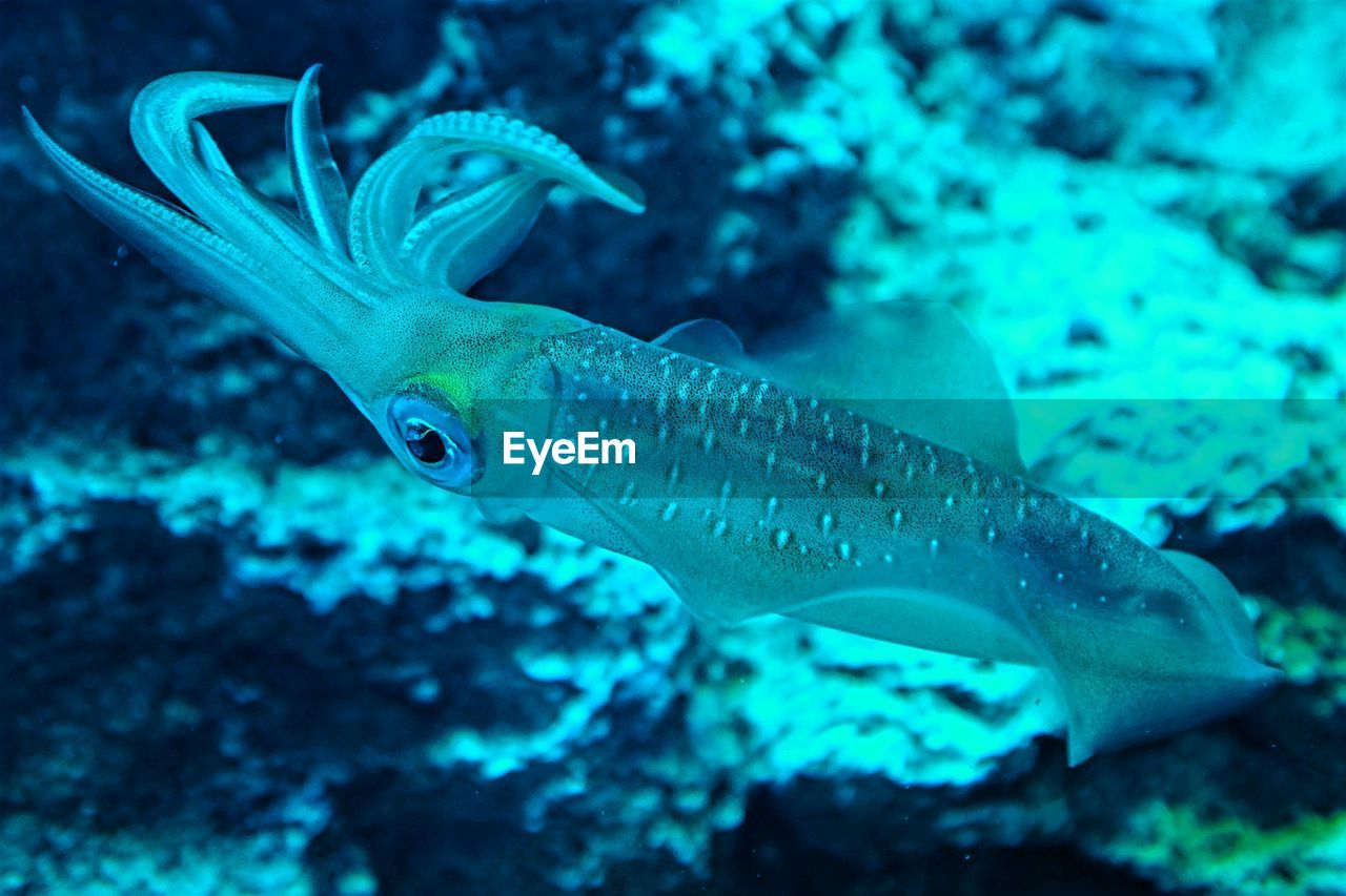 Close-up of fish swimming in sea