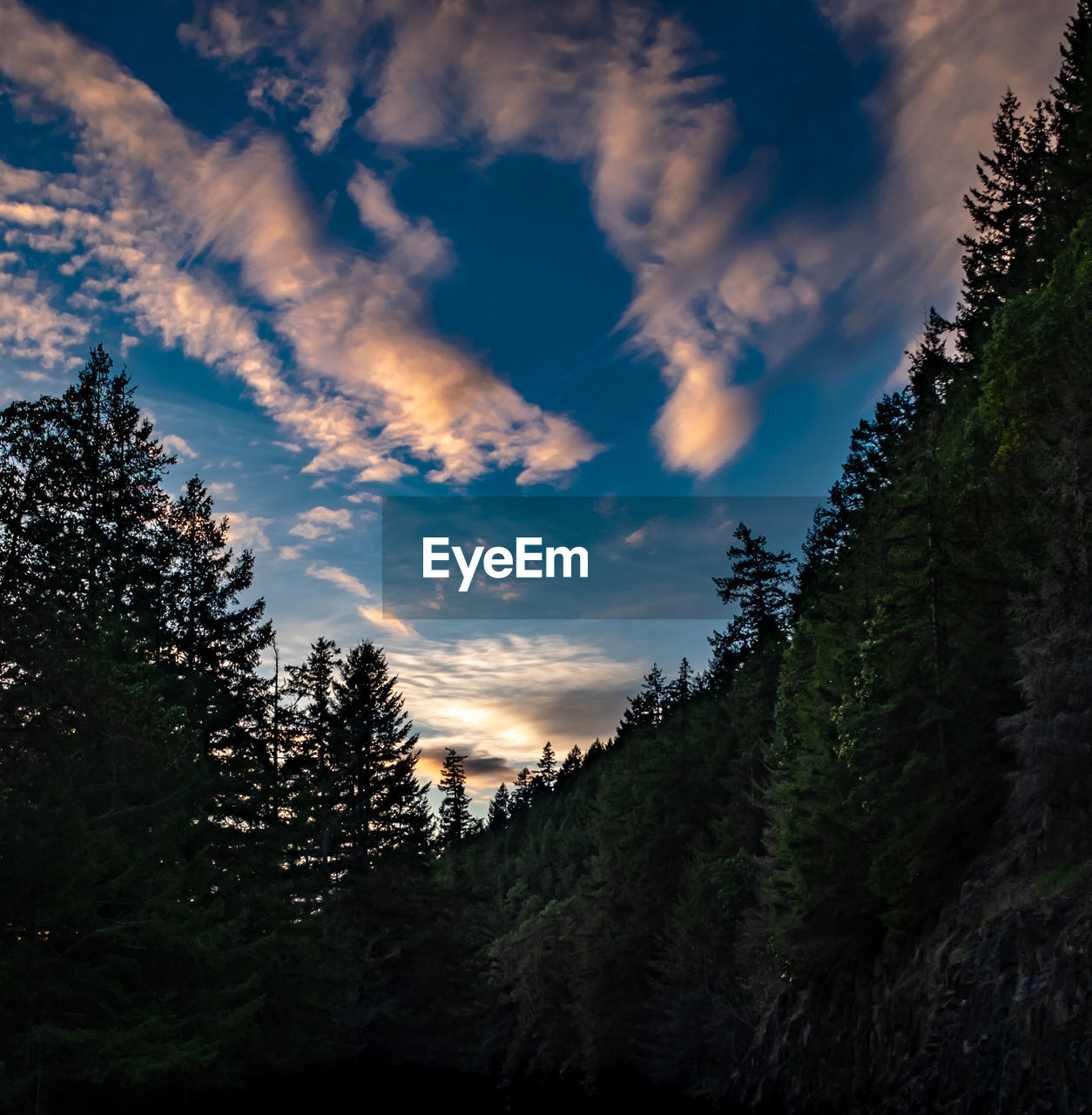 LOW ANGLE VIEW OF TREES AGAINST SKY