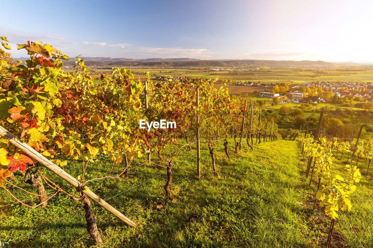 SCENIC VIEW OF VINEYARD