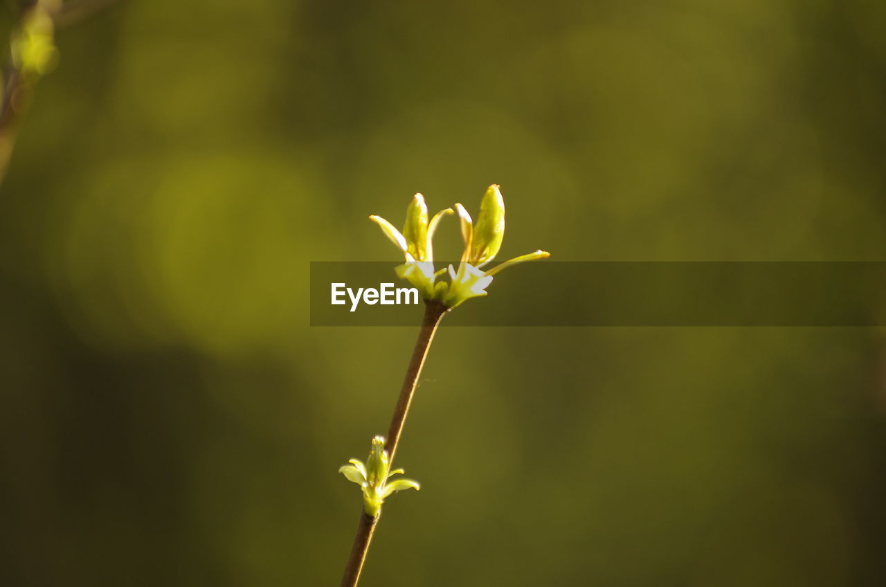 CLOSE-UP OF PLANT