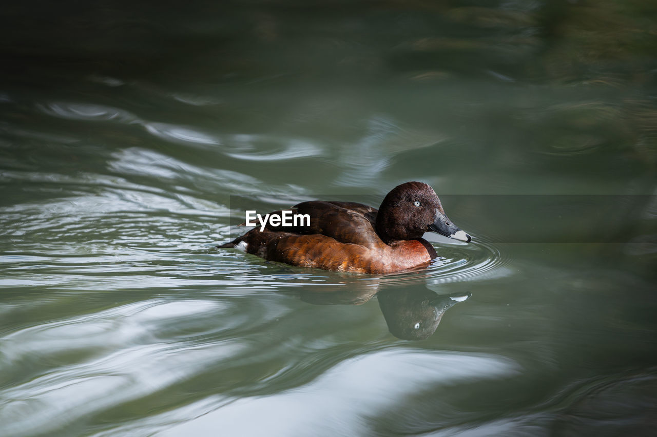 HIGH ANGLE VIEW OF DUCK IN LAKE