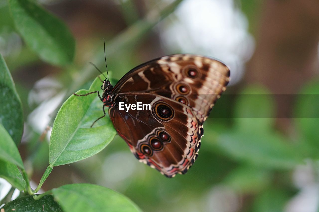 Close-up of butterfly on leaf