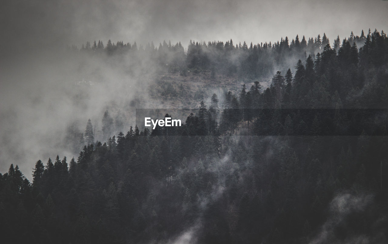 Panoramic view of forest against sky