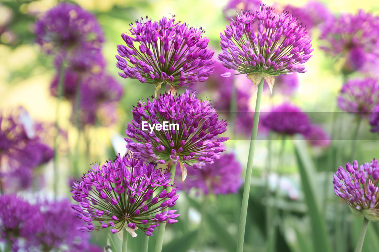 Close-up of purple flowering plants