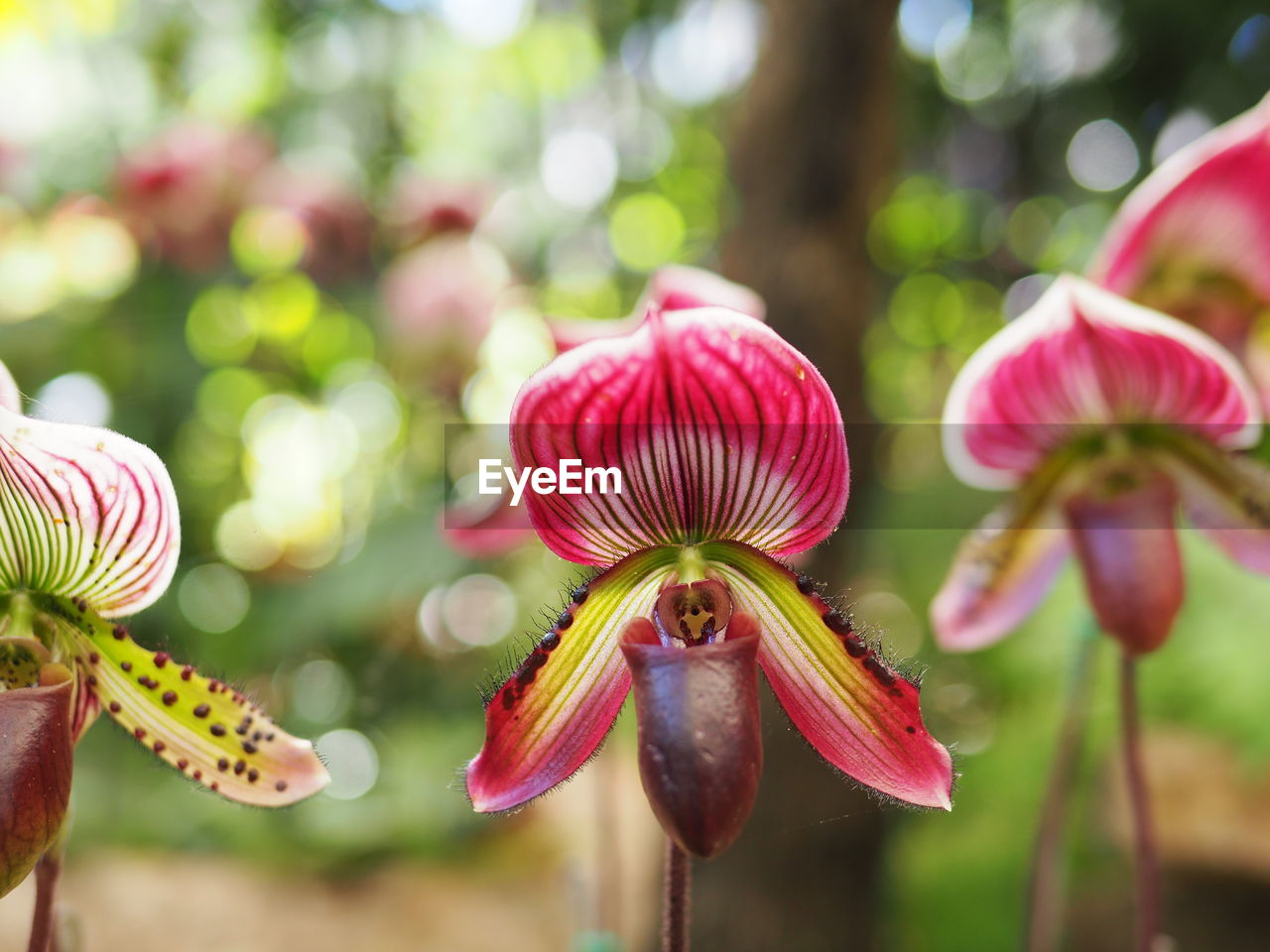 Close-up of flowers blooming outdoors