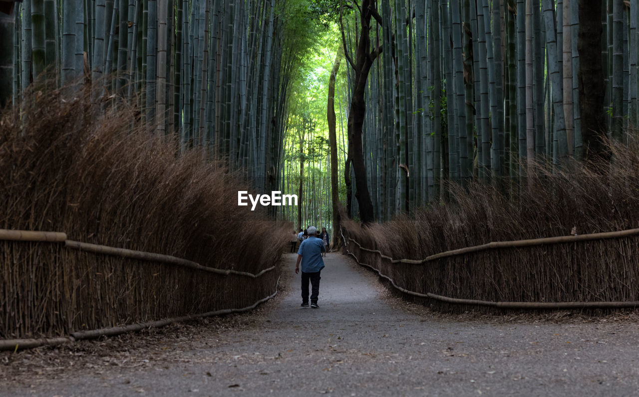 Rear view of a man walking in forest